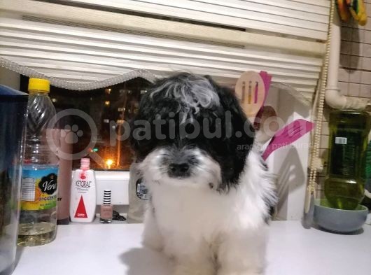 Sevimli Havanise Terrier Yavrularımız