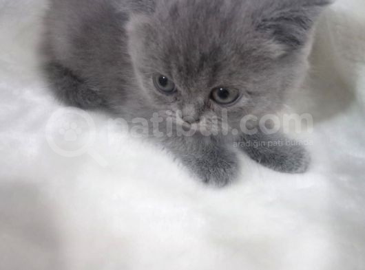 Sağlikli British Shorthair Yavrular 2 Di̇şi̇ 1 Erkek görsel