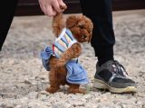 Safkan Toy Poodle Yavrular