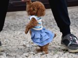 Safkan Toy Poodle Yavrular