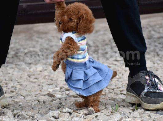 Safkan Toy Poodle Yavrular görsel