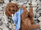 Safkan Toy Poodle Yavrular