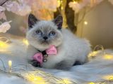 Üst Kali̇te Bri̇ti̇sh Shorthai̇r Blue Poi̇nt