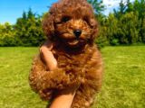 Orji̇nal Toy Poodle Yavrularimiz