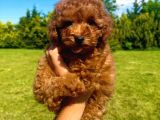 Orji̇nal Toy Poodle Yavrularimiz