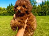 Orji̇nal Toy Poodle Yavrularimiz