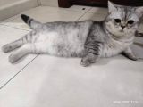 1 Yaşında Safkan Erkek Kedilerimiz Çok Oyuncu Ve Sevgi Dolular