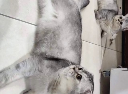 1 Yaşında Safkan Erkek Kedilerimiz Çok Oyuncu Ve Sevgi Dolular