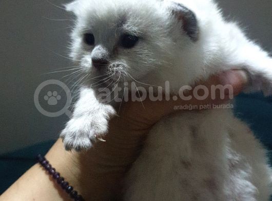 Blue Point Yavrularimiz Sizi Bekliyor görsel