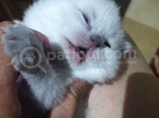 Blue Point Yavrular Icin Tamamen Orijinal Yavrular görsel