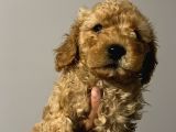 Uygun 2 Adet Erkek Poodle Tesli̇me Hazir