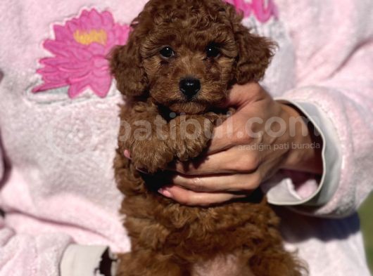 Secereli Toy Poodle Bebekler görsel