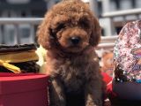 Kali̇teli̇ Red Toy Poodle Yavrulari
