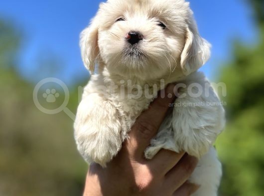 Kar Beyaz Maltese Bebeğim görsel