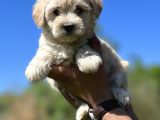 Küçük Maltipoo Kızlarım