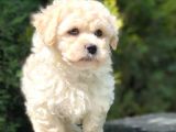 F2 Maltipoo Yavrumuz