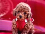 Safkan Toy Poodle Yavrularımız