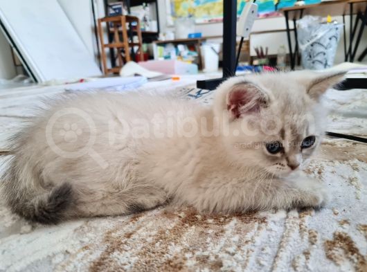 Scothis Straight Dişi 2 Aylık Mavi Gözlü Yavru görsel