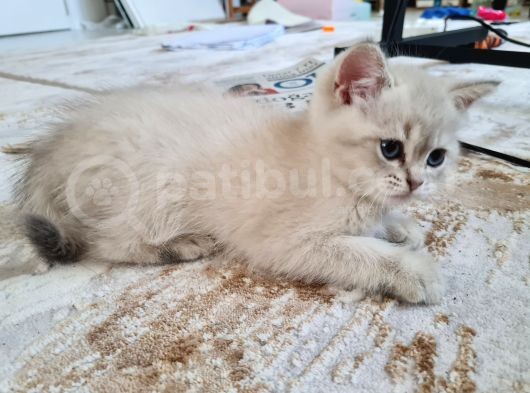 Scothis Straight Dişi 2 Aylık Mavi Gözlü Yavru görsel
