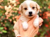 Maltipoo Yavrularım