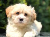 Secerili Anne Baba Maltipoo