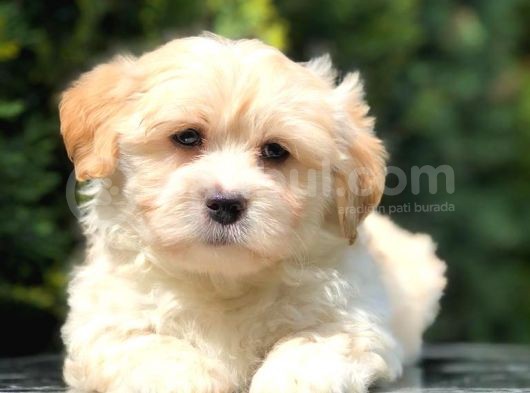Secerili Anne Baba Maltipoo görsel