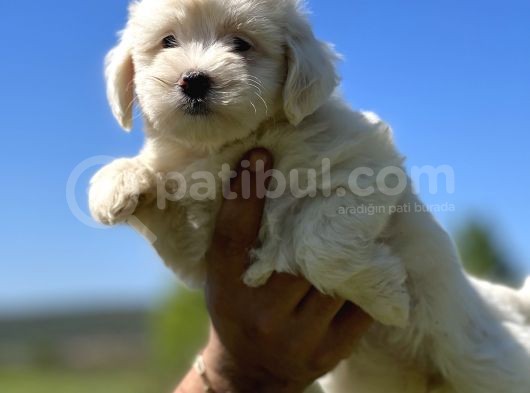 Kar Beyaz Maltese Bebeğim görsel