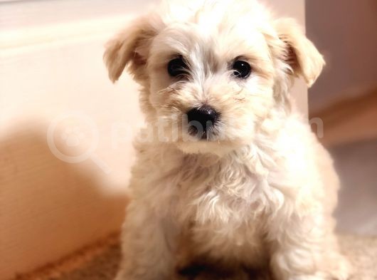 Güzeller Güzeli Maltipoo Kızım