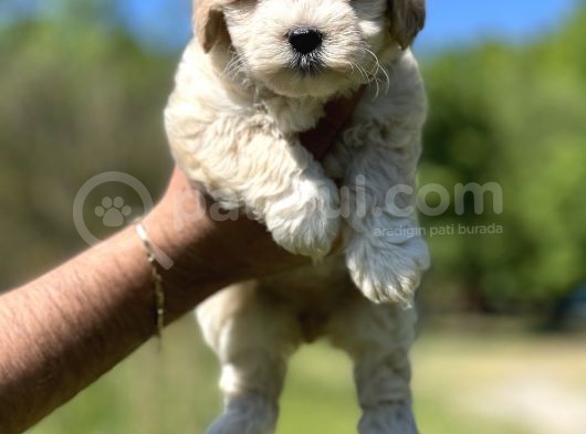 Maltipoo Bebeklerim görsel