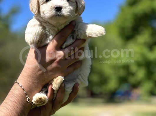Güzeller Güzeli Maltipoo Kızım görsel