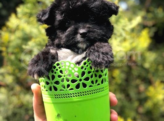 Özel Ve Nadir Renkteki Black Maltipoo Yavrumuz görsel