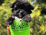 Özel Ve Nadir Renkteki Black Maltipoo Yavrumuz