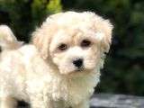 F2 Maltipoo Yavrumuz