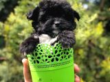 Özel ve Nadir Renkteki Black Maltipoo Yavrumuz