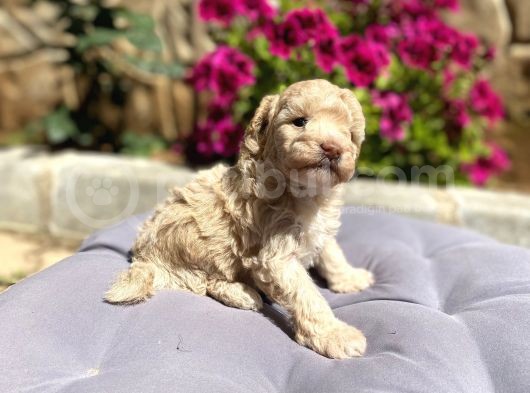 Toy Poodle Erkek görsel