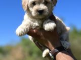 Küçük Maltipoo Kızlarım