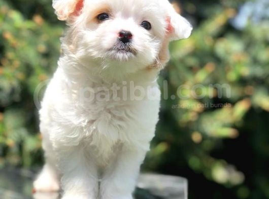 Xs Wc Eğitimli Maltipoo görsel