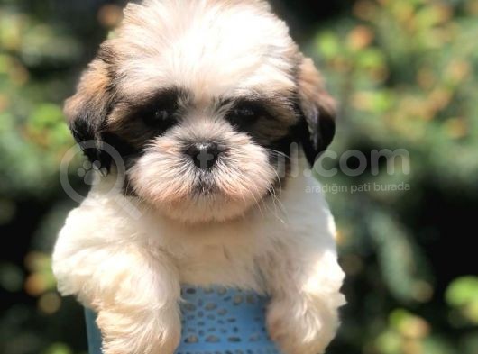 Three Color Xs Morkie Yavrumuz