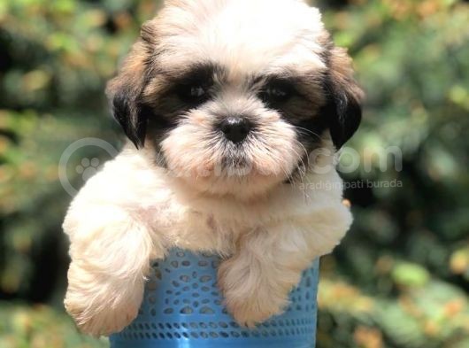 Three Color Xs Morkie Yavrumuz görsel