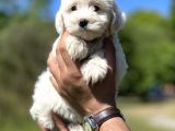 Kar Beyaz Maltese Bebeğim