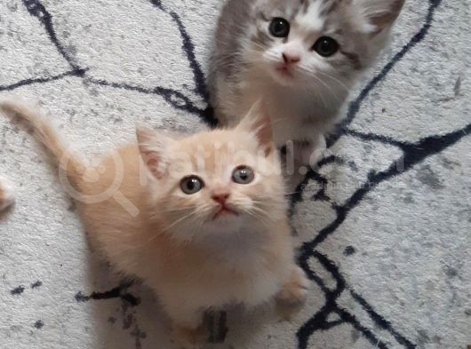 Ömürlük Acil Yuva görsel