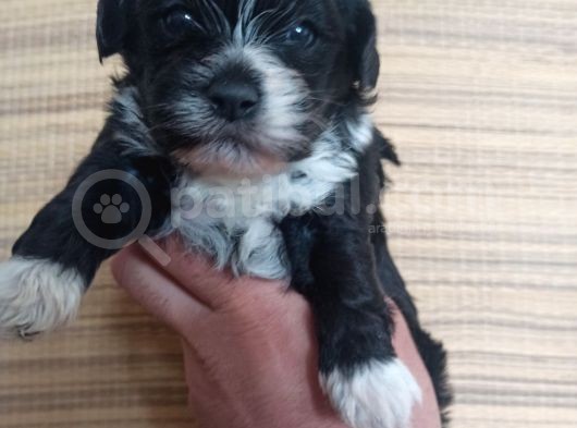 Mini Boy Sıfır Numara Terrier Bebekler Rezerve Açık