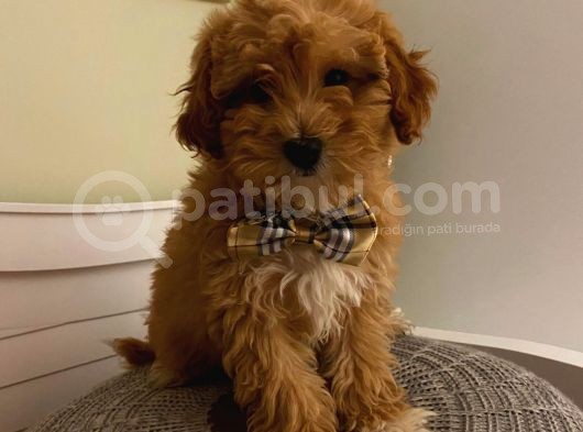 F2 Di̇zayn Maltipoo Yavrularımız görsel
