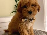 F2 DİZAYN Maltipoo yavrularımız