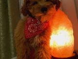 F2 Di̇zayn Maltipoo Yavrularımız