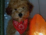 F2 Di̇zayn Maltipoo Yavrularımız