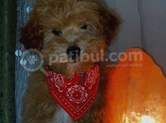 F2 Di̇zayn Maltipoo Yavrularımız görsel
