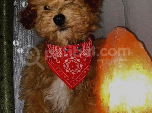 Toypoodle Apricot Renk Dişi Ve Erkek Yavrularımız  görsel