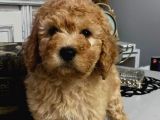 Toypoodle Apricot Renk Dişi Ve Erkek Yavrularımız 