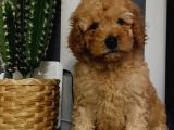 Toypoodle Apricot Renk Dişi Ve Erkek Yavrularımız 